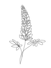 lupine flowers line art