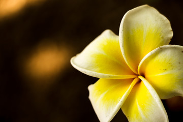 Plumeria in garden