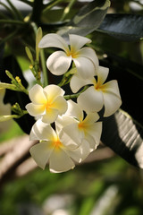 Plumeria in garden