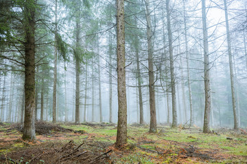 foggy landscape at pine trees forest 