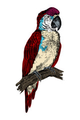 Parrot Macaw bird engraving vector illustration. Scratch board style imitation. Black and white hand drawn image.