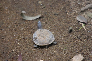 turtle in sand