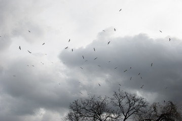 Seagulls fly in the cloudy sky over a bare tree