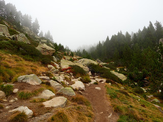 Trail leading up to an enchanted forest surrounded by fog and mist, Lac des Bouillouses, Font-Romeu, France