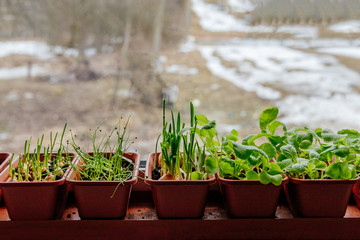 Seedlings of peppers and tomatoes in plastic trays on the window
