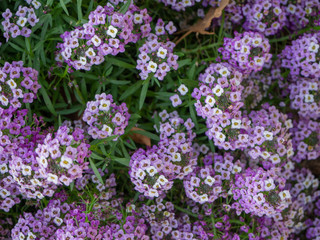 Purple flowers of Lobularia maritima