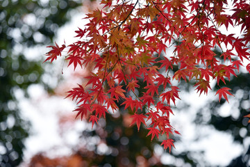 紅葉の秋