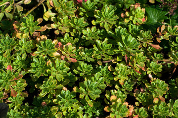 colorful sedum in sunlight at sunny day