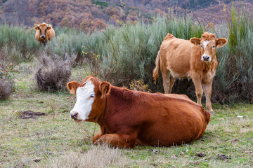 Naklejka na ściany i meble Vaca con la cara blanca y ternero mirando. Ganadería en la comarca de El Bierzo.