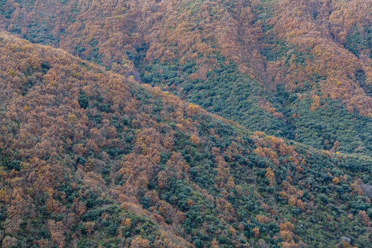 Bosques de montaña en la comarca de El Bierzo, León, España. Otoño.