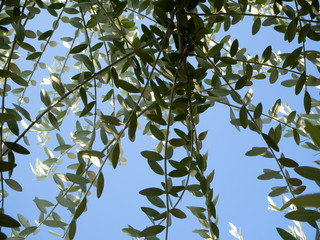 Olive tree branches full of leaves under the sunlight