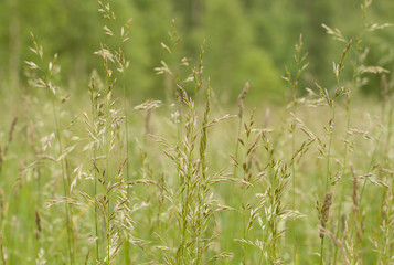 panicles of grass growing in a summer field or in a meadow