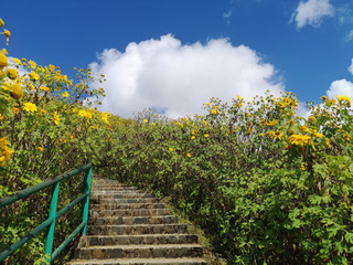 Fototapeta premium Beautiful stair in the middle of nature with blossoming of wild sunflowers