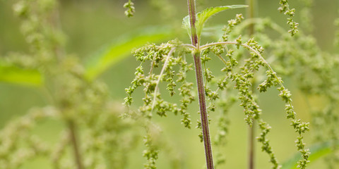 blooming nettle in a summer park or forest