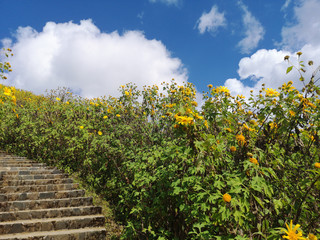 Fototapeta na wymiar Beautiful stair in the middle of nature with blossoming of wild sunflowers