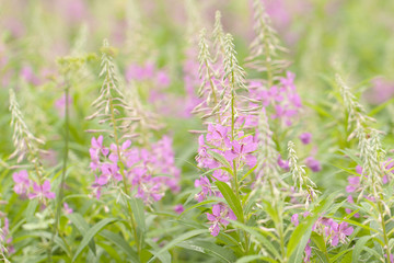 Fototapeta premium beautiful flowers blooming sally, lush blooming in summer field