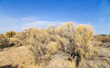 Haloxylon - Saxaul trees and bushes in a kazakh desert.