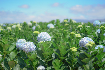 Beautiful Hydrangea Flowers, Hydrangea Macrophylla Blooming in The Garden.