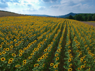 Sunflower field, aerial view drone