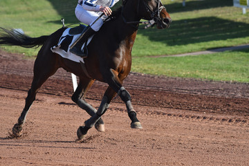 trot monté