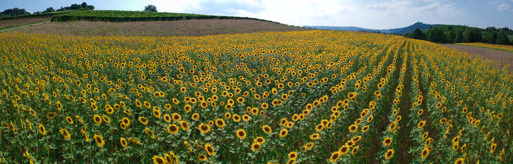 Sunflower field, aerial view drone