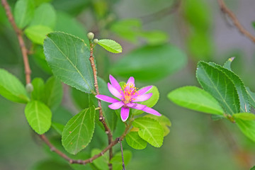 6 petal pink flower with yellow stigma