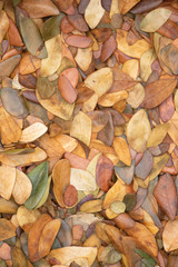 Dry leaves autumn background.texture of yellow leaves on the ground