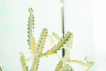 White Ghost Cactus, Euphorbia Lactea, Selective focus.