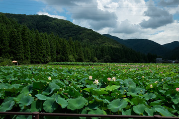 今庄(福井県)-蓮畑