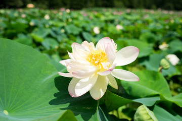 今庄(福井県)-蓮畑