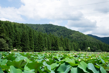 今庄(福井県)-蓮畑