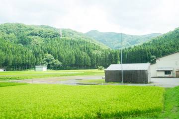 今庄(福井県)-田んぼ