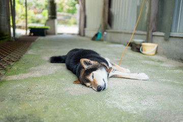 今庄(福井県)-寝ている犬
