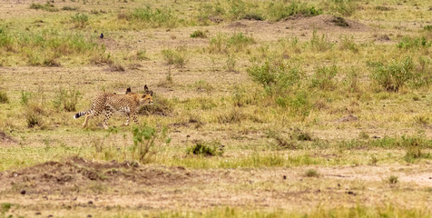 Photo series: Cheetah hunting for big Impala. The second episode. Masai Mara, Kenya (Rev.2)