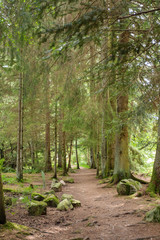 Trail in the forest near Longemer lake  at the Vosges mountains in France.