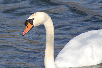 Plakat swan on the lake
