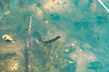 Newt Swimming In Pond Water