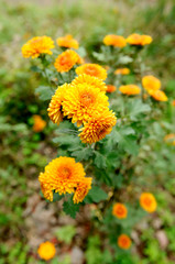 オレンジ色の小菊の花