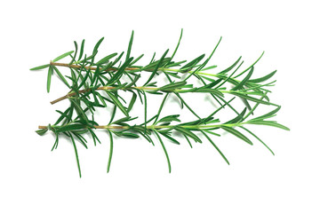 rosemary Leaves  isolated on white background
