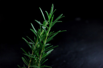 rosemary Leaves  isolated on nature background
