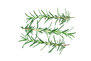 rosemary Leaves  isolated on white background
