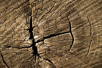 Old cracked tree trunk textured background.