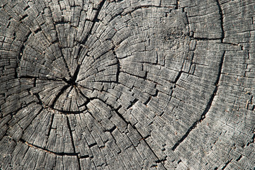 Fototapeta premium Old cracked tree trunk textured background.