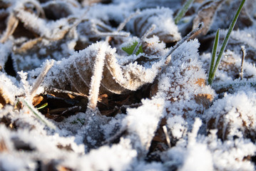 Frozen grass and leaves covered with frost on a cold frosty winter day, cold weather