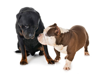 Obraz premium american bully and rottweiler