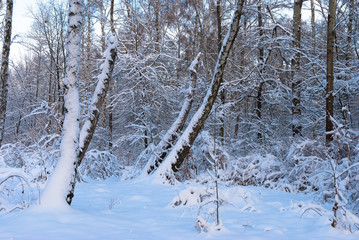 Winter snow forest. Snow lies on the branches of trees. Frosty snowy weather. Beautiful winter forest landscape.