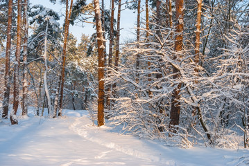 Fototapeta premium Winter snow forest. Snow lies on the branches of trees. Frosty snowy weather. Beautiful winter forest landscape.