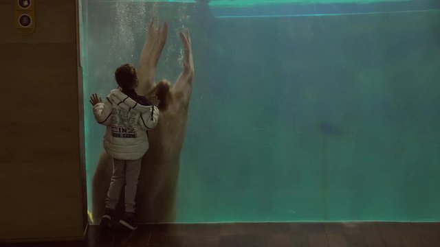 Young boy watching a manatee swim in his tank at an aquarium