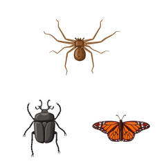 Vector illustration of insect and fly icon. Set of insect and element stock symbol for web.