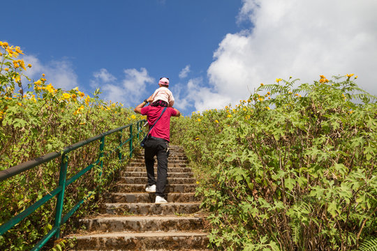 Man Climbing Stairs Carrying His Kid On The Shoulders With Amazing Wild Sunflowers Background, Dad And His Kid In Nature